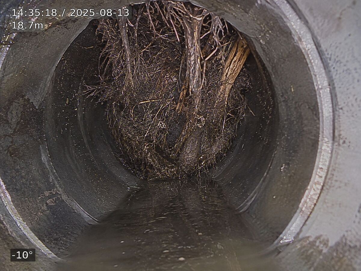 Drain camera still showing tree roots inside a sewer line